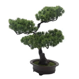 Evergreen Serenity Bonsai