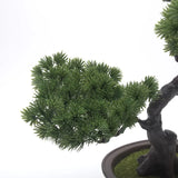 Evergreen Serenity Bonsai