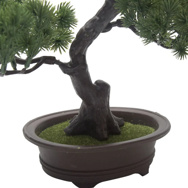 Evergreen Serenity Bonsai